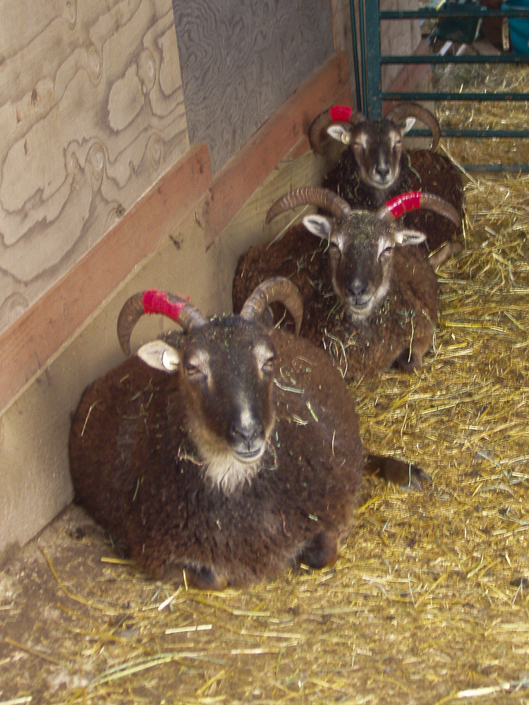 Three very pregnant Soay ewes chewing their cuds